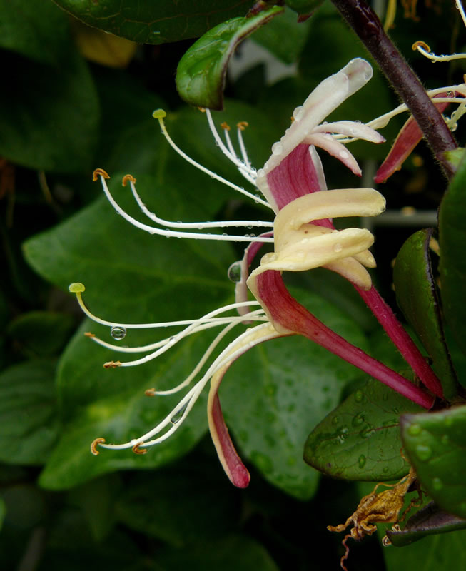 Honeysuckle (Madreselva)